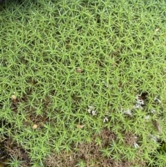 Polytrichaceae sp. (family) at Mount Clear, ACT - 19 Nov 2022