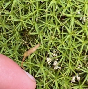 Polytrichaceae sp. (family) at Mount Clear, ACT - 19 Nov 2022 12:11 PM