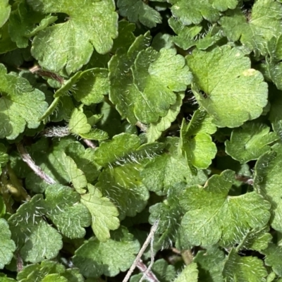 Hydrocotyle sp. at Mount Clear, ACT - 19 Nov 2022 by Ned_Johnston