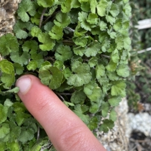 Hydrocotyle sp. at Mount Clear, ACT - 19 Nov 2022