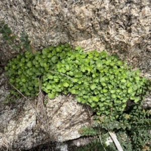 Hydrocotyle sp. at Mount Clear, ACT - 19 Nov 2022