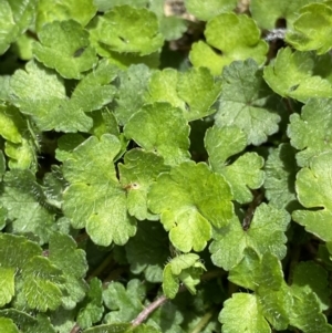 Hydrocotyle sp. at Mount Clear, ACT - 19 Nov 2022