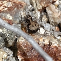 Unidentified Jumping & peacock spider (Salticidae) (TBC) at Yaouk, NSW - 19 Nov 2022 by Ned_Johnston