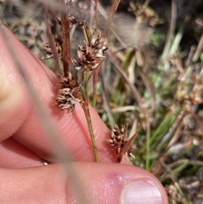 Luzula novae-cambriae (Rock Woodrush) at Yaouk, NSW - 19 Nov 2022 by Ned_Johnston