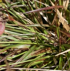 Luzula novae-cambriae at Yaouk, NSW - 19 Nov 2022