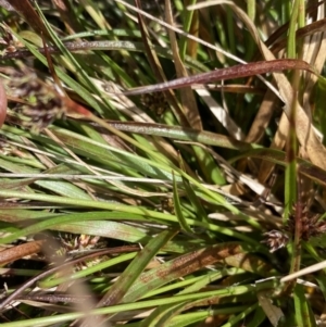 Luzula novae-cambriae at Yaouk, NSW - 19 Nov 2022