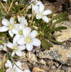 Montia australasica (White Purslane) at Yaouk, NSW - 19 Nov 2022 by NedJohnston