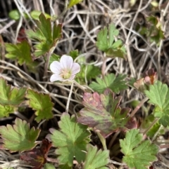 Geranium potentilloides var. abditum at Namadgi National Park - 19 Nov 2022 by Ned_Johnston