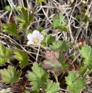 Geranium potentilloides var. abditum at Mount Clear, ACT - 19 Nov 2022 01:33 PM