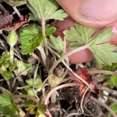 Geranium potentilloides var. abditum at Mount Clear, ACT - 19 Nov 2022