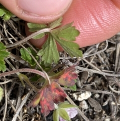 Geranium potentilloides var. abditum at Mount Clear, ACT - 19 Nov 2022