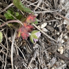 Geranium potentilloides var. abditum at Mount Clear, ACT - 19 Nov 2022