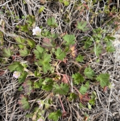 Geranium potentilloides var. abditum at Mount Clear, ACT - 19 Nov 2022