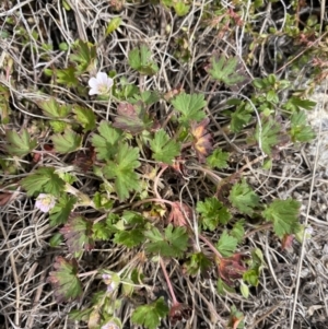 Geranium potentilloides var. abditum at Mount Clear, ACT - 19 Nov 2022