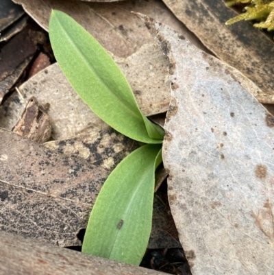 Chiloglottis sp. (A Bird/Wasp Orchid) at Yaouk, NSW - 19 Nov 2022 by Ned_Johnston