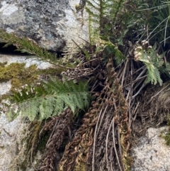 Polystichum proliferum (Mother Shield Fern) at Mount Clear, ACT - 19 Nov 2022 by Ned_Johnston