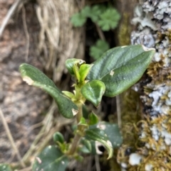 Coprosma hirtella (Currant Bush) at Mount Clear, ACT - 19 Nov 2022 by NedJohnston