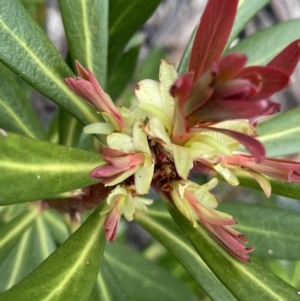 Tasmannia xerophila subsp. xerophila at Mount Clear, ACT - 19 Nov 2022 02:21 PM