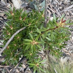 Tasmannia xerophila subsp. xerophila at Mount Clear, ACT - 19 Nov 2022 02:21 PM