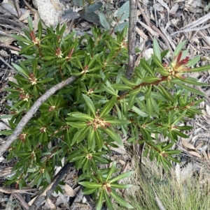 Tasmannia xerophila subsp. xerophila at Mount Clear, ACT - 19 Nov 2022
