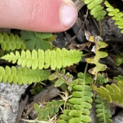 Blechnum penna-marina (Alpine Water Fern) at Yaouk, NSW - 19 Nov 2022 by NedJohnston