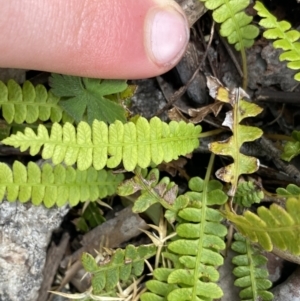 Blechnum penna-marina at Yaouk, NSW - 19 Nov 2022