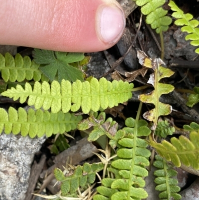 Blechnum penna-marina (Alpine Water Fern) at Yaouk, NSW - 19 Nov 2022 by NedJohnston