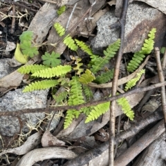 Blechnum penna-marina at Yaouk, NSW - 19 Nov 2022