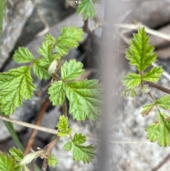 Rubus parvifolius (Native Raspberry) at Yaouk, NSW - 19 Nov 2022 by NedJohnston