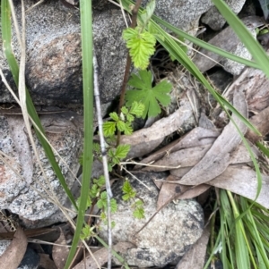 Rubus parvifolius at Yaouk, NSW - 19 Nov 2022