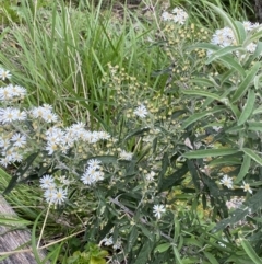 Olearia lirata (Snowy Daisybush) at Yaouk, NSW - 19 Nov 2022 by NedJohnston