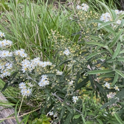 Olearia lirata (Snowy Daisybush) at Yaouk, NSW - 19 Nov 2022 by NedJohnston