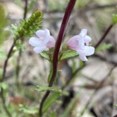 Euphrasia collina subsp. paludosa at Yaouk, NSW - 19 Nov 2022 by NedJohnston