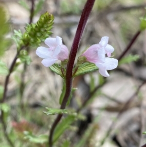 Euphrasia collina subsp. paludosa at Yaouk, NSW - 19 Nov 2022 03:44 PM