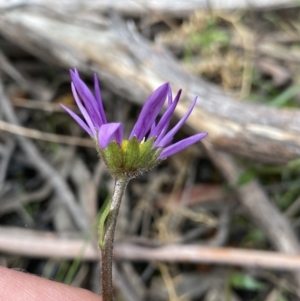 Calotis scabiosifolia var. integrifolia at Yaouk, NSW - 19 Nov 2022