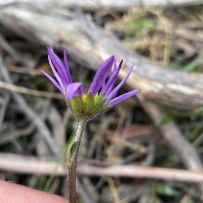 Calotis scabiosifolia var. integrifolia (Rough Burr-daisy) at Yaouk, NSW - 19 Nov 2022 by NedJohnston