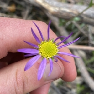 Calotis scabiosifolia var. integrifolia at Yaouk, NSW - 19 Nov 2022 04:00 PM