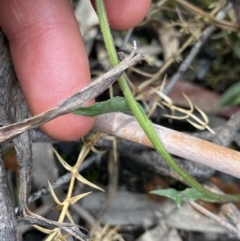 Calotis scabiosifolia var. integrifolia at Yaouk, NSW - 19 Nov 2022