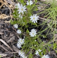 Stellaria pungens (Prickly Starwort) at Yaouk, NSW - 19 Nov 2022 by NedJohnston