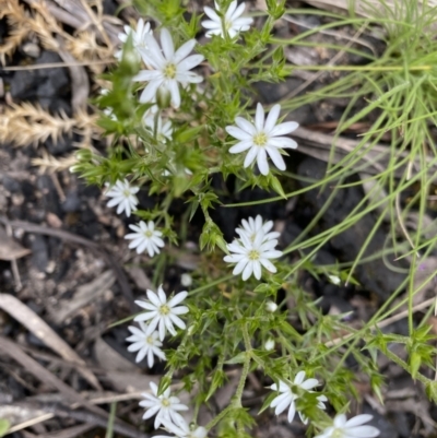 Stellaria pungens (Prickly Starwort) at Yaouk, NSW - 19 Nov 2022 by NedJohnston