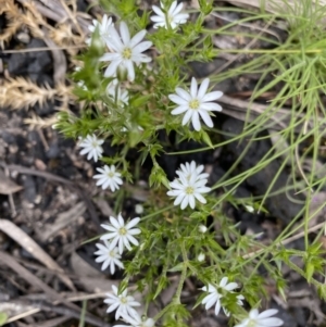 Stellaria pungens at Yaouk, NSW - 19 Nov 2022