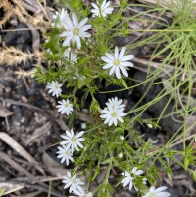 Stellaria pungens (Prickly Starwort) at Yaouk, NSW - 19 Nov 2022 by Ned_Johnston