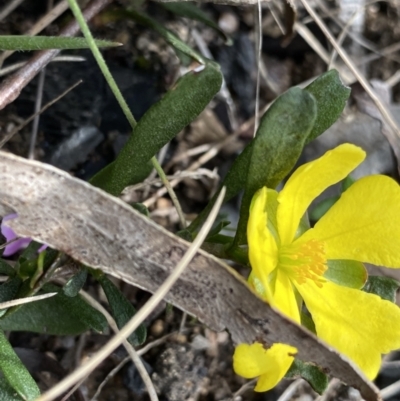 Hibbertia obtusifolia (Grey Guinea-flower) at Yaouk, NSW - 19 Nov 2022 by Ned_Johnston