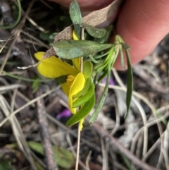 Hibbertia obtusifolia at Yaouk, NSW - 19 Nov 2022