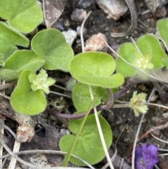 Dichondra repens (Kidney Weed) at Yaouk, NSW - 19 Nov 2022 by NedJohnston