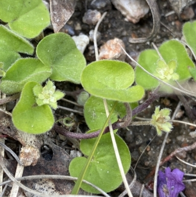 Dichondra repens (Kidney Weed) at Yaouk, NSW - 19 Nov 2022 by NedJohnston