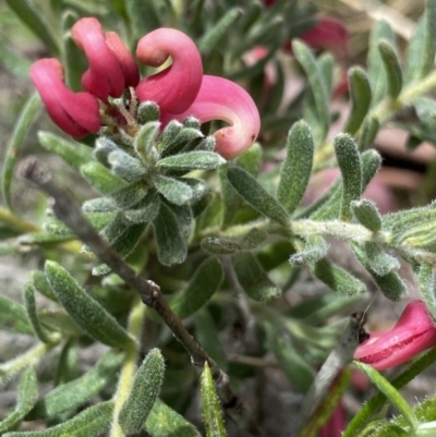 Grevillea lanigera (Woolly Grevillea) at Yaouk, NSW - 19 Nov 2022 by Ned_Johnston