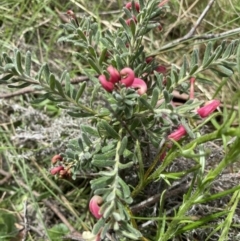 Grevillea lanigera at Yaouk, NSW - 19 Nov 2022