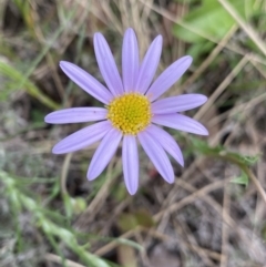 Calotis scabiosifolia var. integrifolia (Rough Burr-daisy) at Yaouk, NSW - 19 Nov 2022 by Ned_Johnston