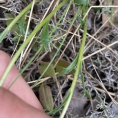 Calotis scabiosifolia var. integrifolia at Yaouk, NSW - 19 Nov 2022